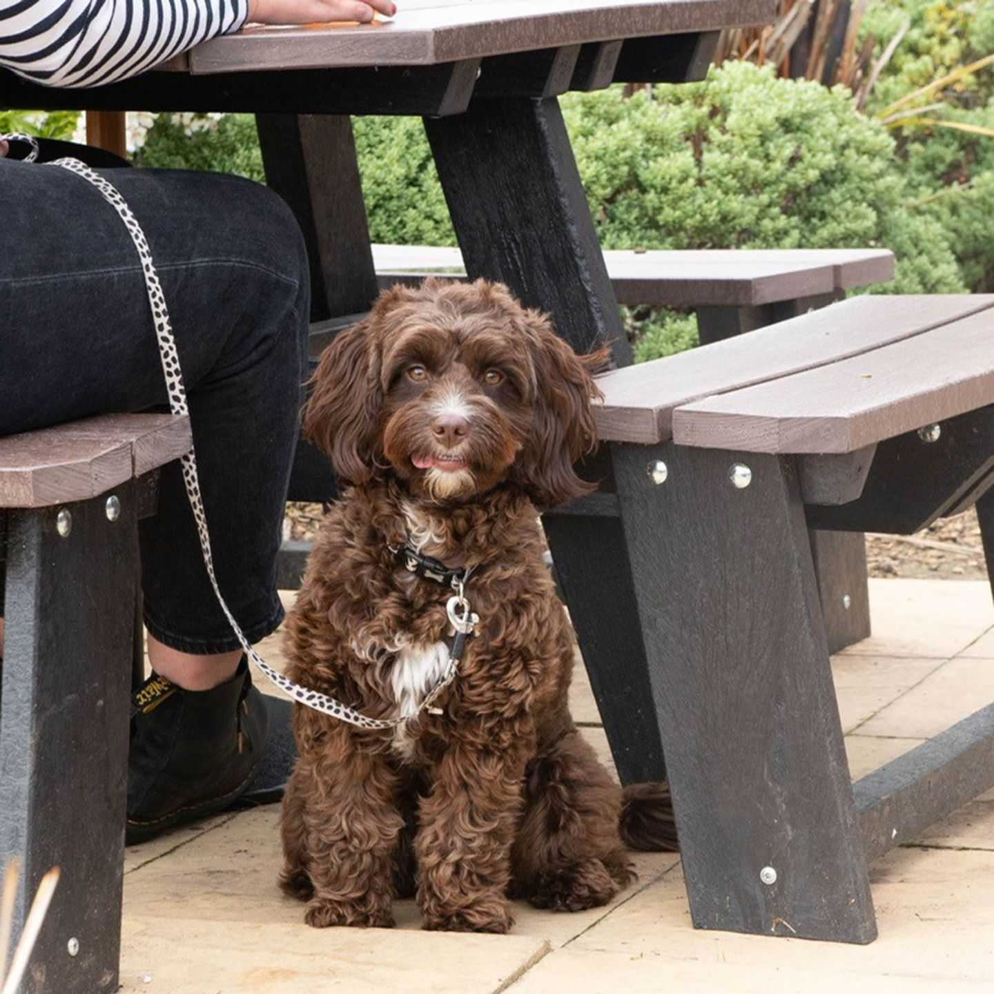 Your local dog friendly pub in Redcar & Cleveland